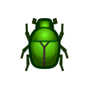 Drone beetle