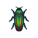 Jewel beetle