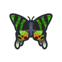 Madagascan sunset moth