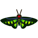 Rajah Brooke's birdwing