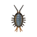 Wharf roach