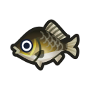 Crucian carp