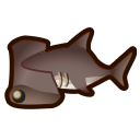 Hammerhead shark