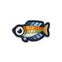 Rainbowfish