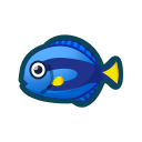 Surgeonfish