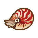 Chambered nautilus