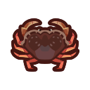 Dungeness crab