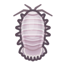 Giant isopod