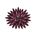 Sea urchin
