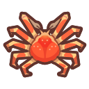 Spider crab